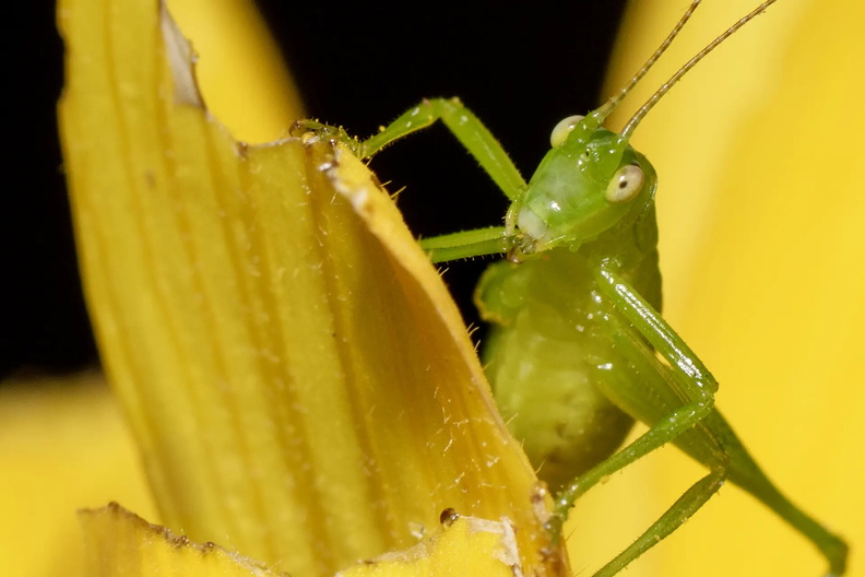 Bush Cricket AKA Katydid (Tettigoniidae), sits on a sunflower petal in a garden in Christchurch, New Zealand